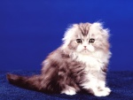 Un pequeño gato sobre una alfombra azul