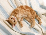 Gato tumbado sobre una sábana