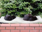 Dos gatos negros durmiendo
