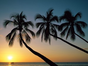 Postal: Tres palmeras y el sol
