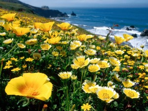 Flores amarillas en la costa