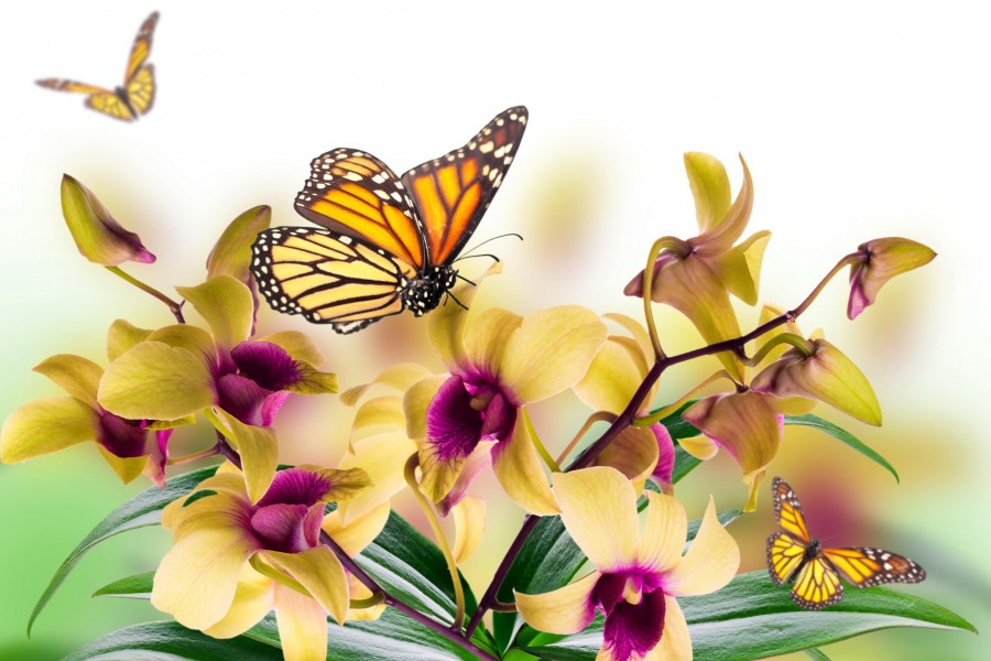 Mariposas volando sobre unas bellas orquídeas