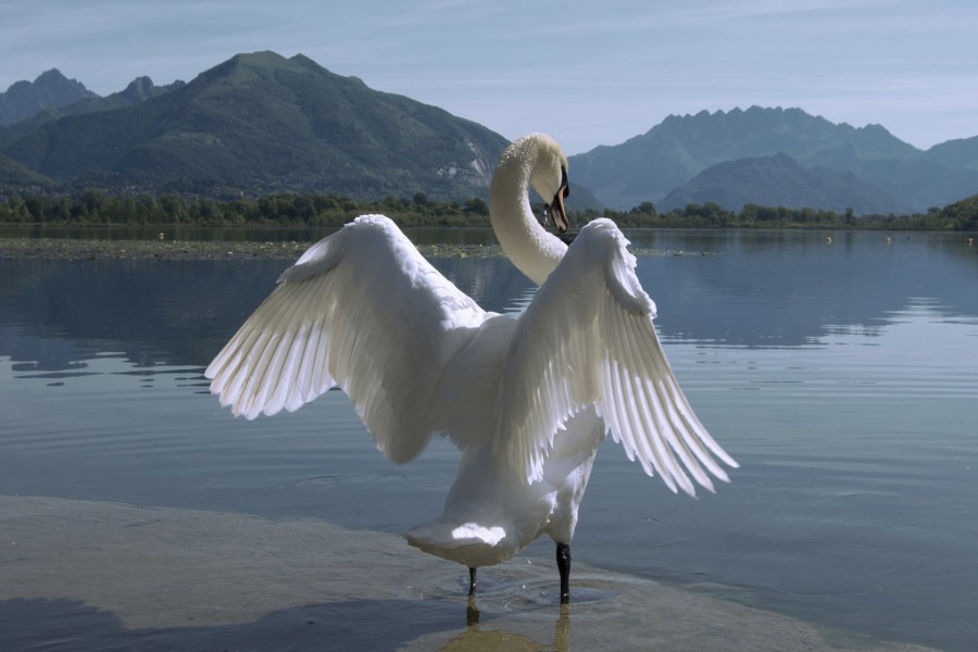 Cisne en el agua con sus alas extendidas