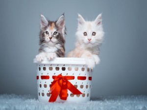 Postal: Pareja de gatos en una cesta