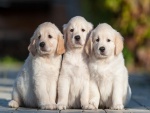 Tres hermosos perros blancos