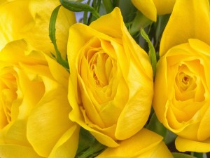 Postal: Hermosas rosas color amarillo