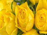 Hermosas rosas color amarillo