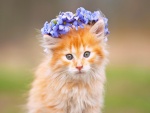 Gatito con una corona de flores