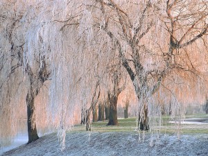 Árboles congelados en invierno