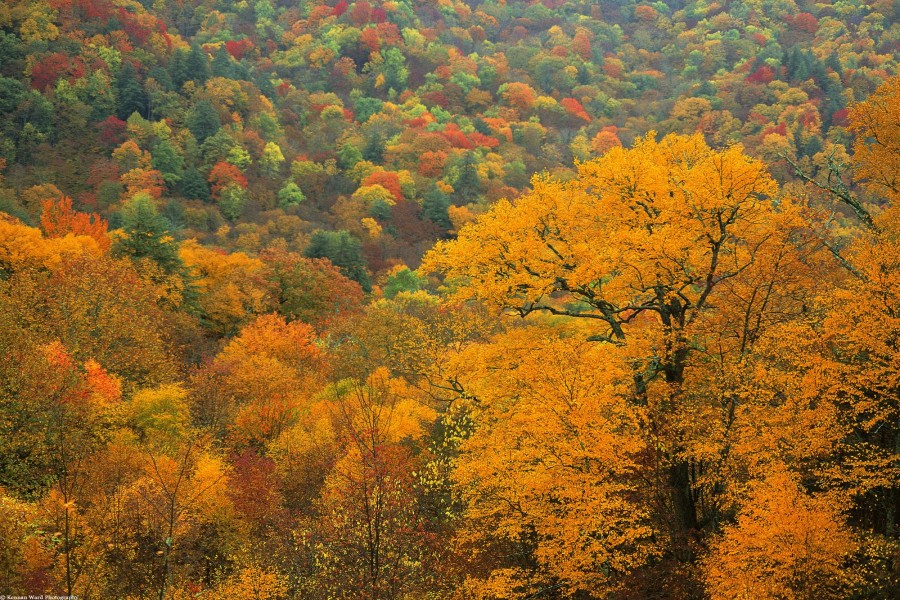 Los colores del otoño en un bosque