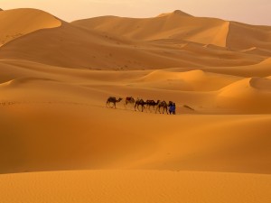 Postal: Camellos en el desierto