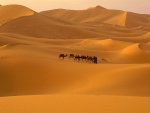 Camellos en el desierto