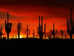 Atardecer en el desierto de Sonora (Arizona)