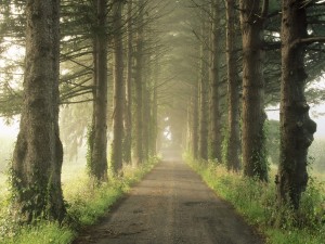 Postal: Camino entre pinos