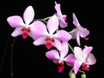 Rama con bonitas orquídeas
