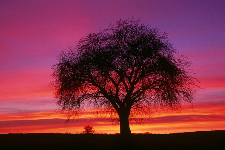 Árbol bajo un bonito cielo