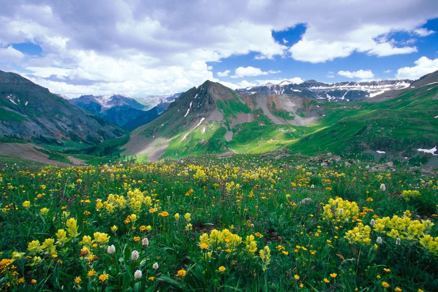 Hermosas flores en las montañas