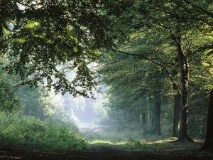 Primavera en el bosque