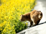 Un gato oliendo las flores