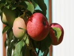 Manzanas colgadas de una rama