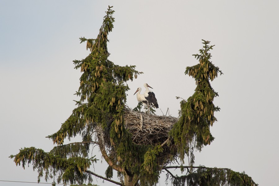 Cigüeñas preparando el nido en la copa de un árbol