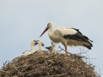 Cigüeña en el nido con sus polluelos