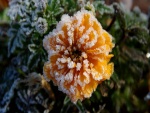 Flor congelada