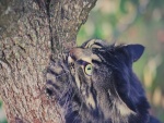 Gato afilando sus garras en un árbol