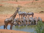 Cebras tomando agua y una jirafa mirando hacia adelante