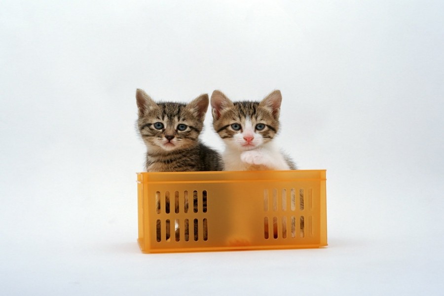 Un par de gatitos en una caja de plástico
