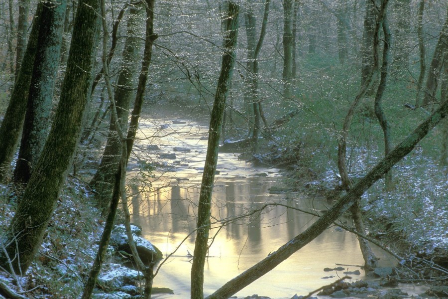 Río en el bosque