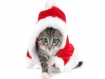 Un gato vestido de Papá Noel