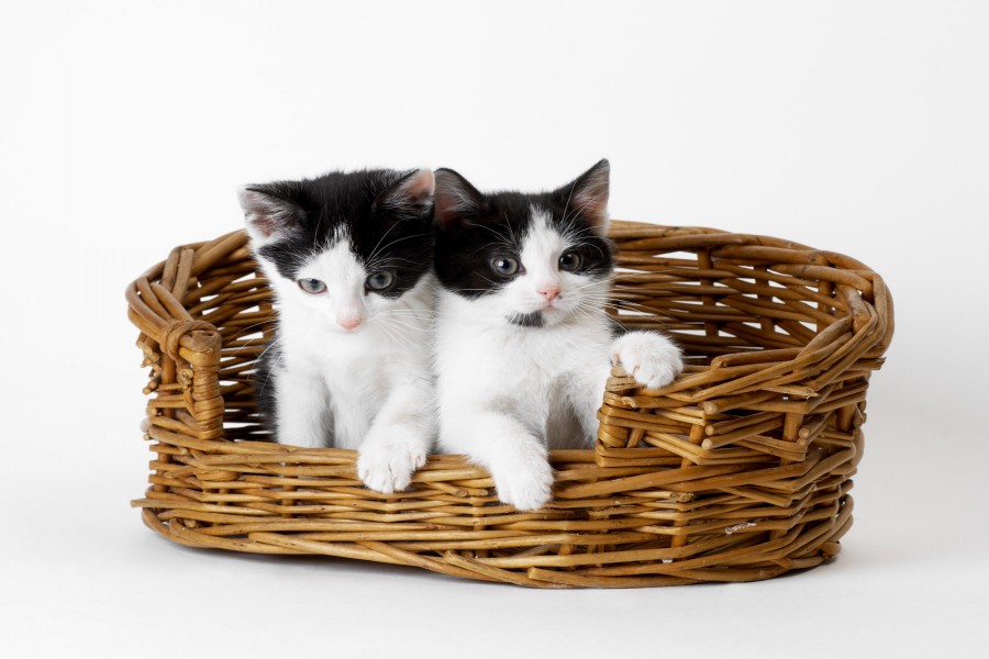 Dos gatitos blancos y negros en una cesta