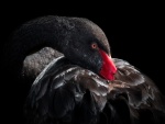 Cisne negro con el pico escondido bajo las plumas
