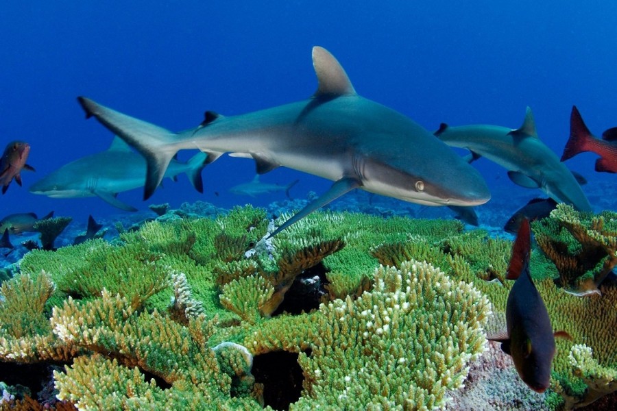 Tiburones en el arrecife