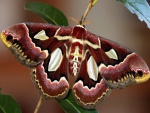 Impresionante mariposa sobre una ramita