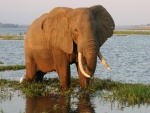 Elefante en el Parque Nacional de Mana Pools (Zimbabue, África)