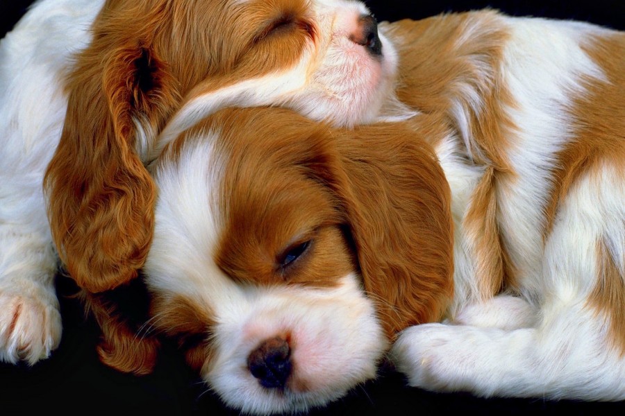 Hermosos cachorros durmiendo
