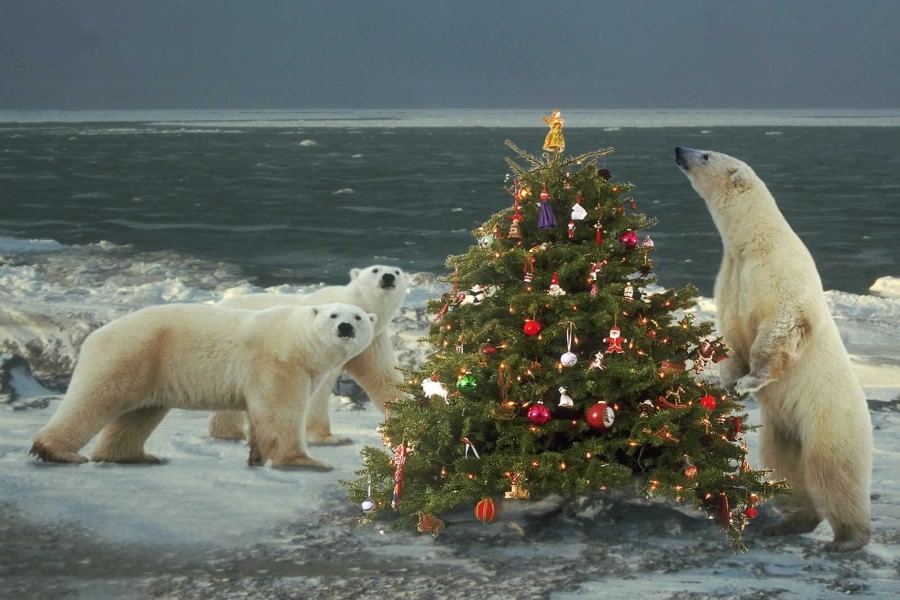 Osos polares junto a un árbol de Navidad