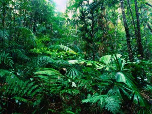 Un bosque tropical
