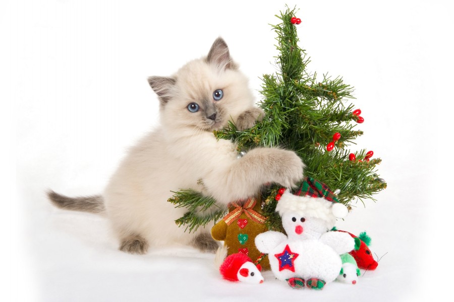 Gatito junto a un árbol de Navidad