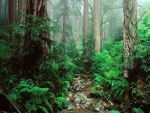 Frondoso bosque