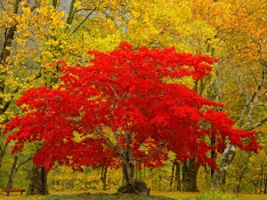 Postal: Árbol de hojas rojas en otoño