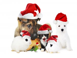 Animales festejando la Navidad