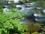 Árboles y piedras junto al cauce del río