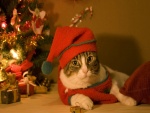 Un gato festejando la Navidad