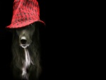 Un perro con sombrero rojo
