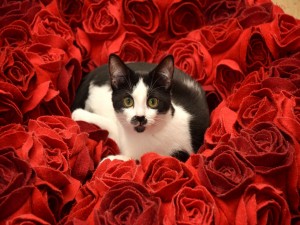 Gato negro y blanco acostado en rosas de tela