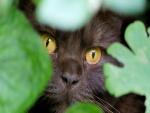 Hocico de un gato entre las hojas verdes