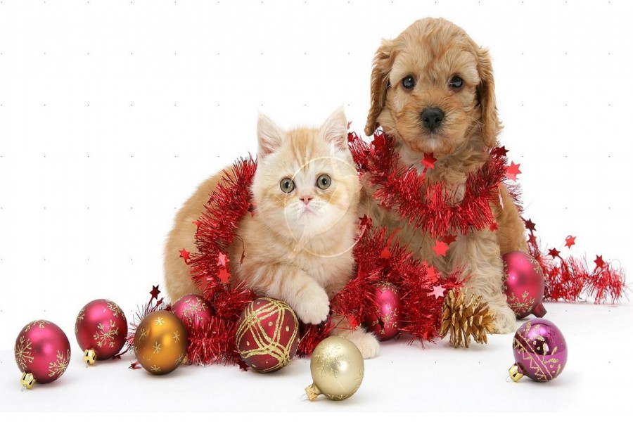 Perro y gato festejando la Navidad